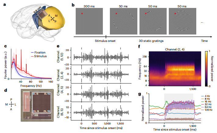 图丨视觉皮层上光栅刺激的 BISC 记录（来源：Nature Electronics）